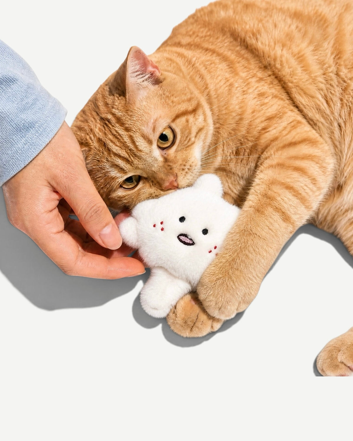 Playfull Plush Cat