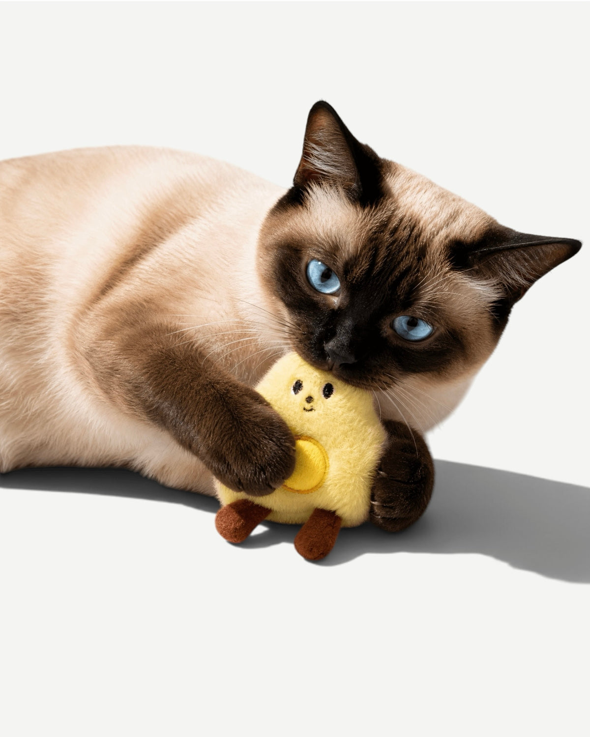 Cat Toy