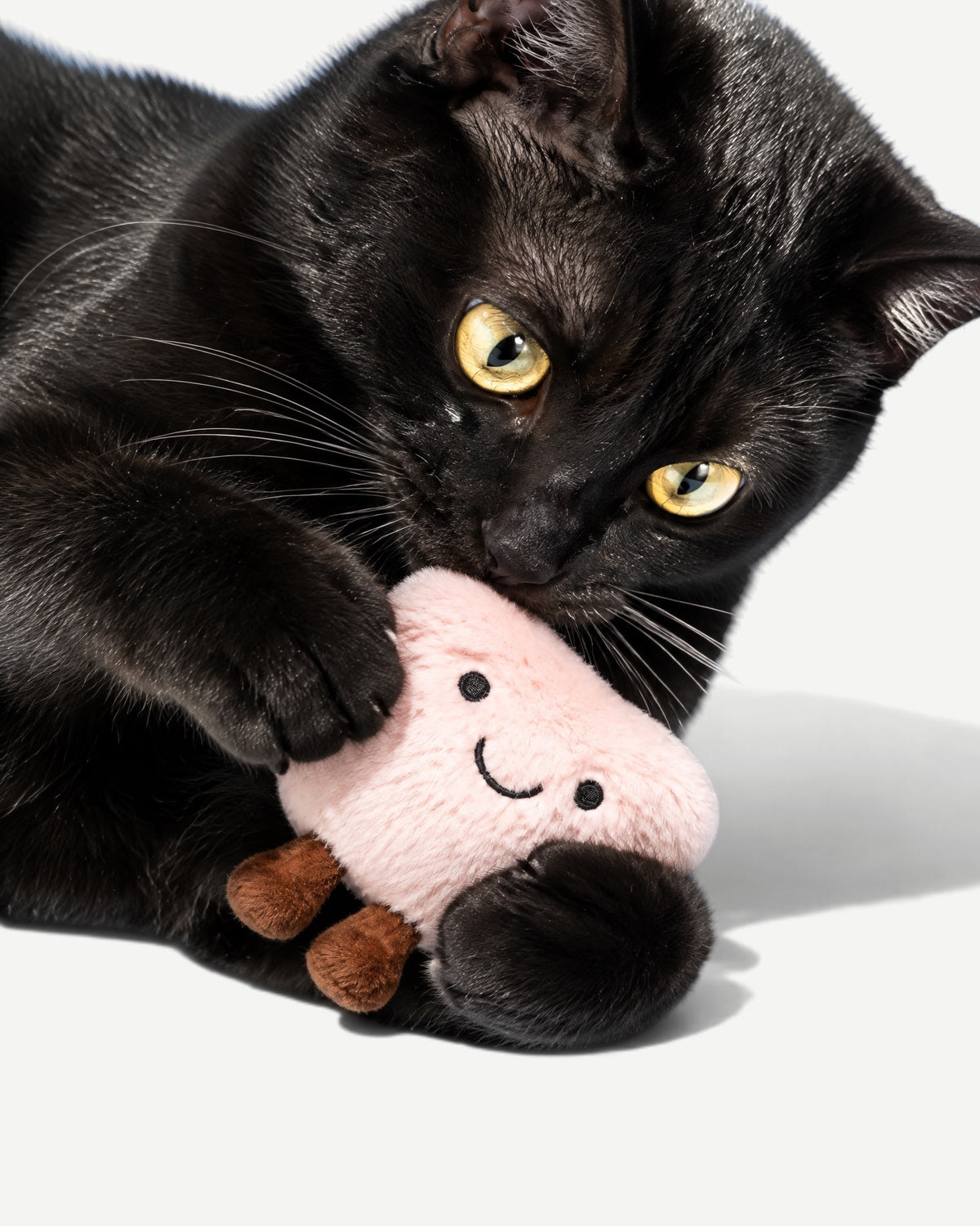 Cat Toy