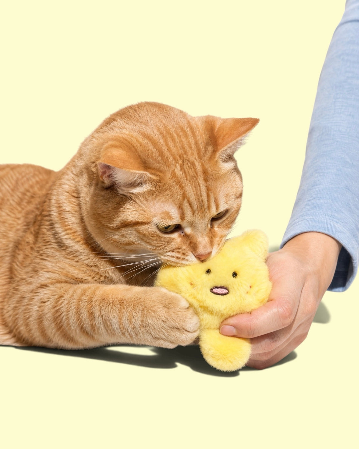 Playfull Plush Cat