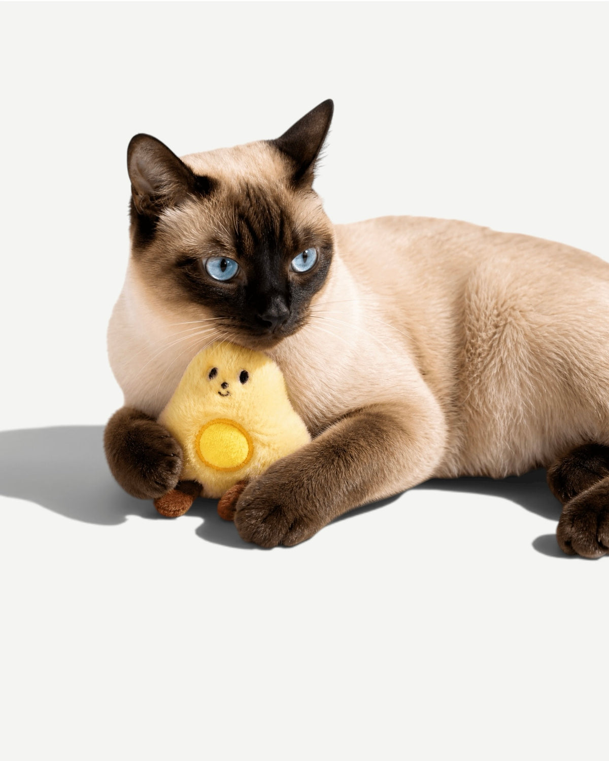 Cat Toy