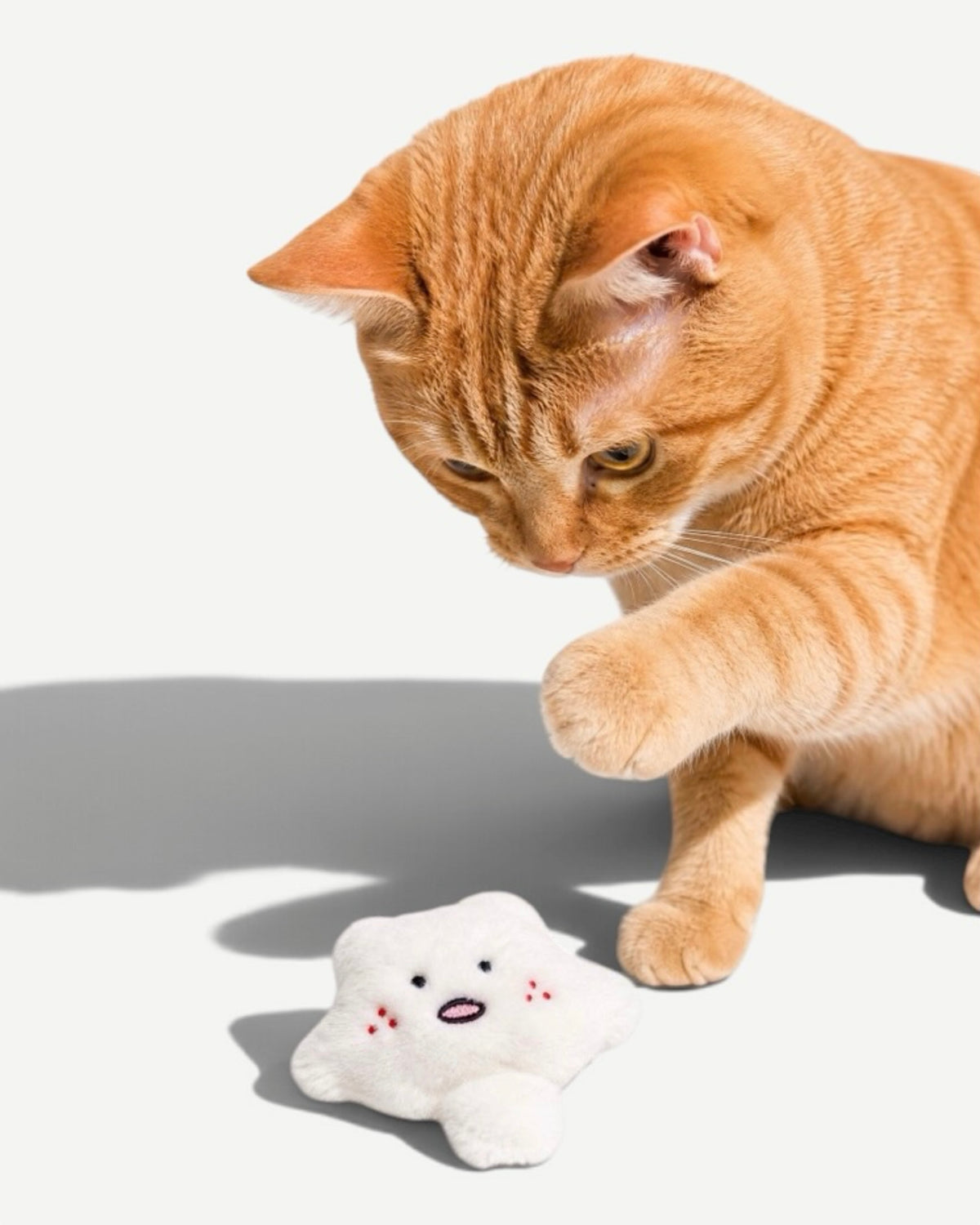 Playfull Plush Cat