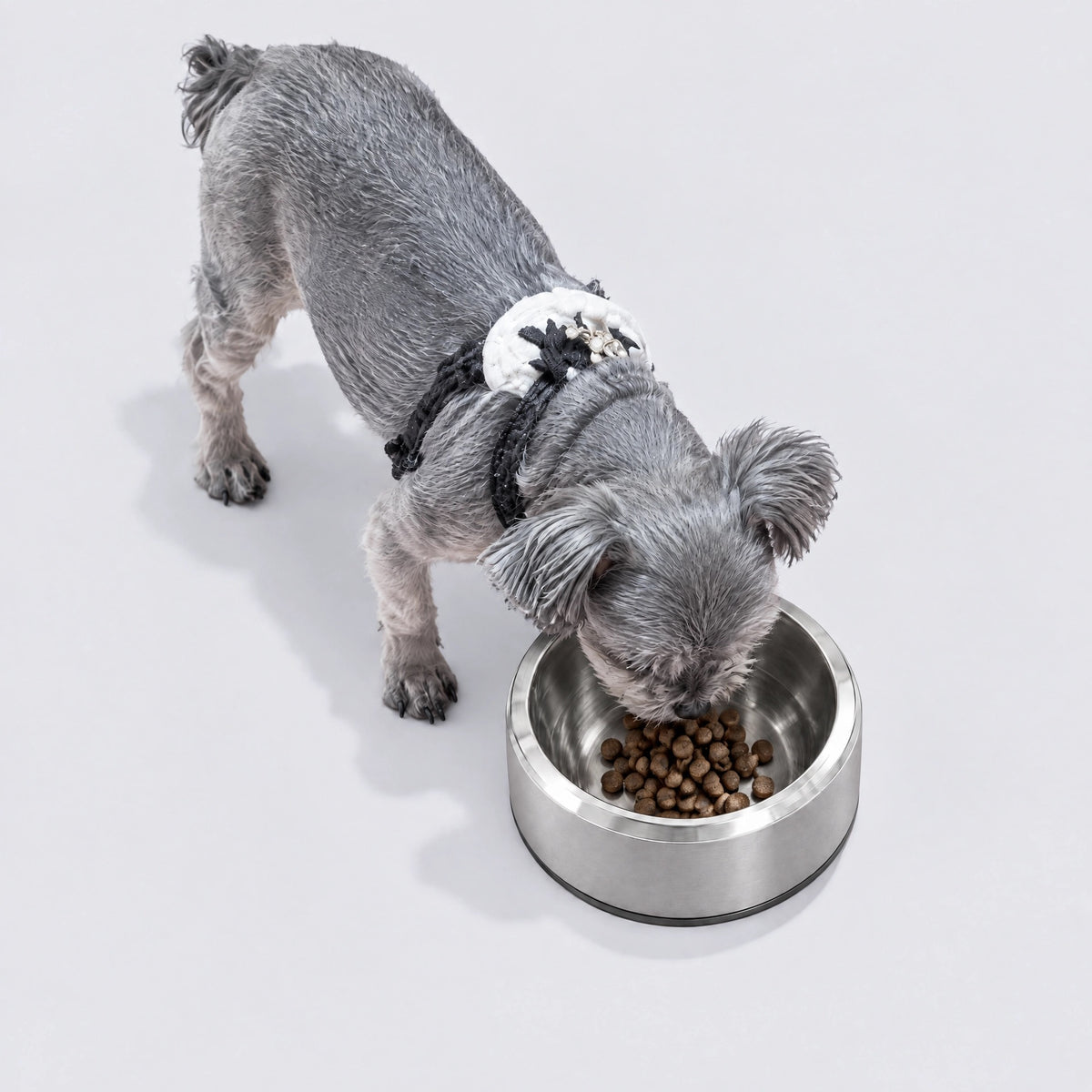 Dog Bowl