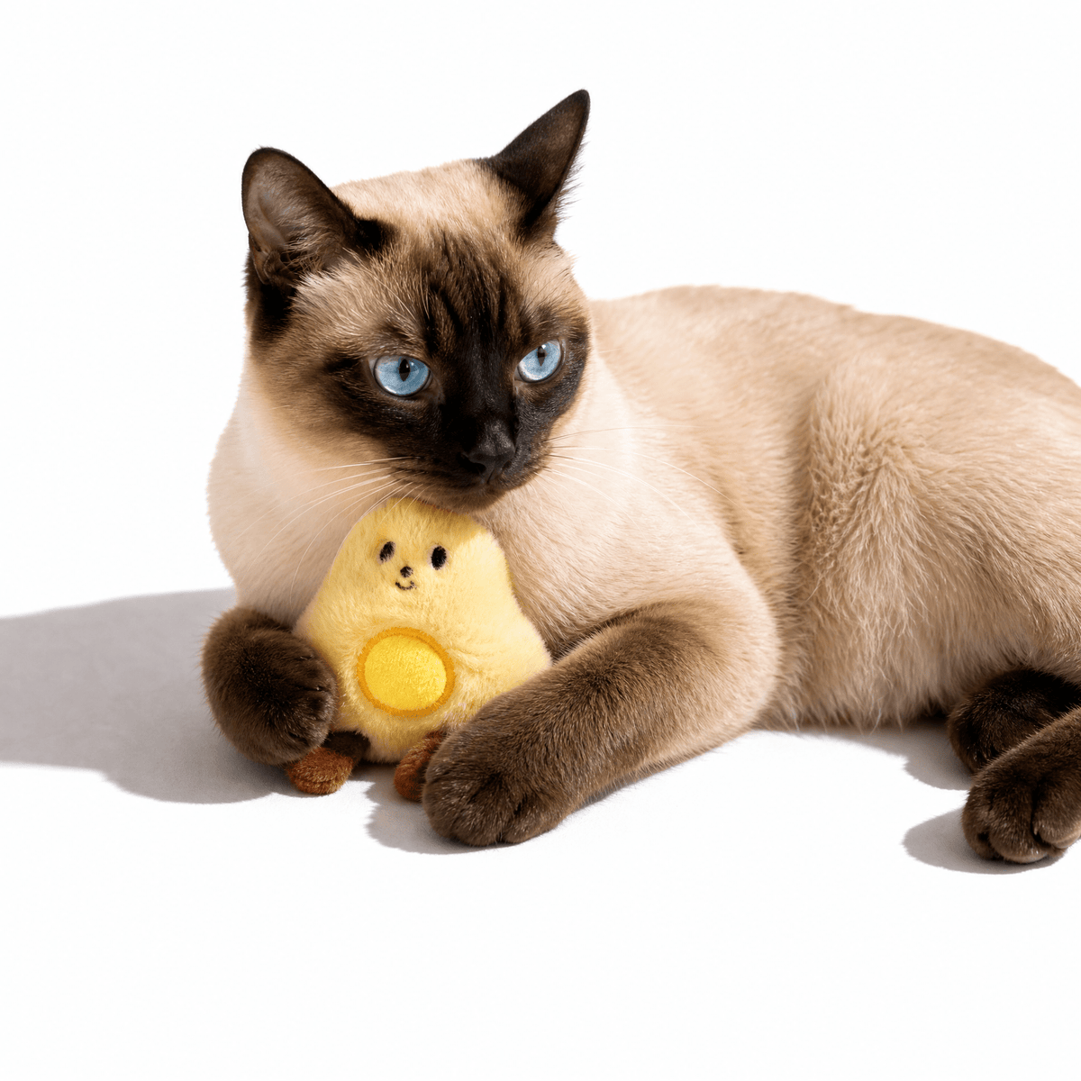 Cat Toy