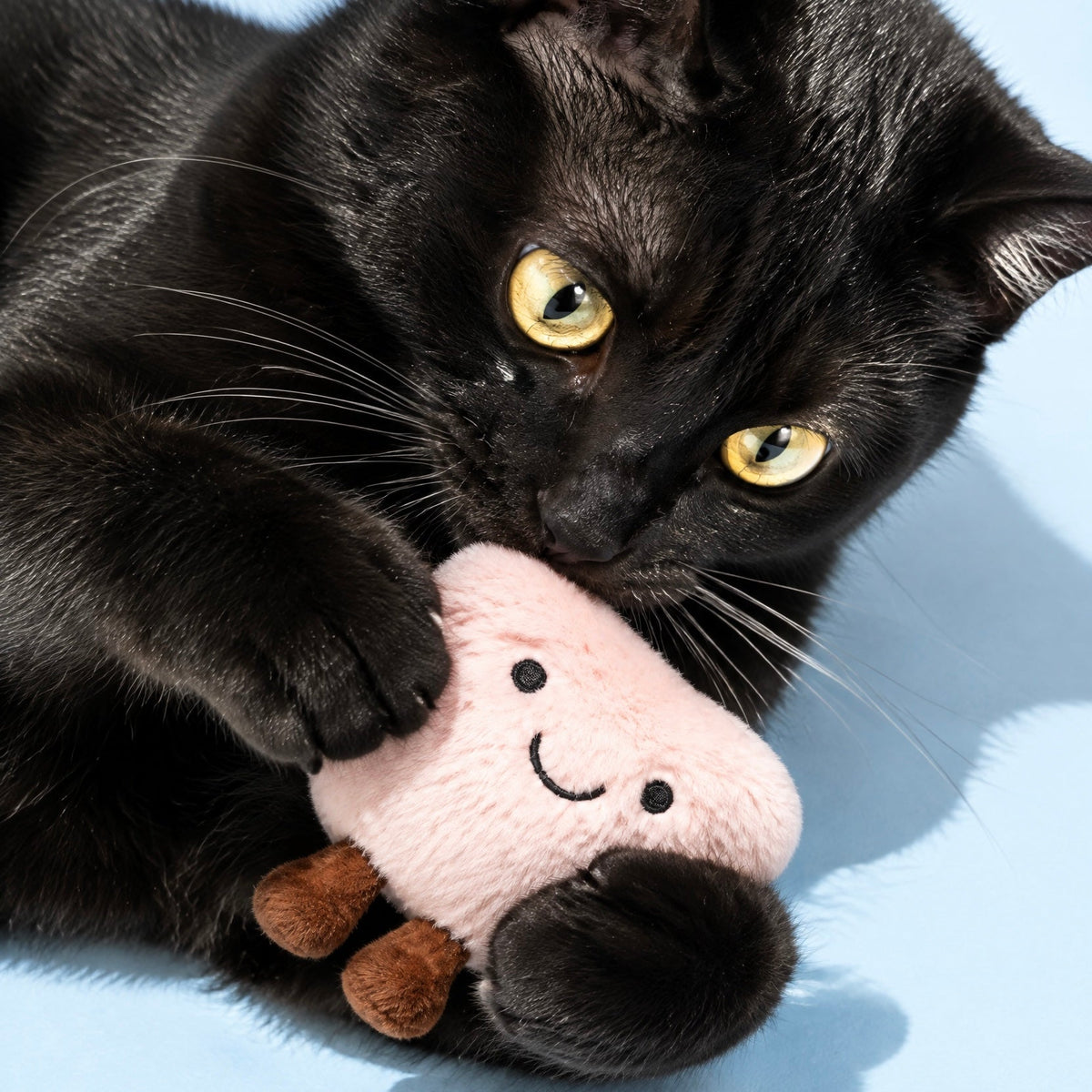Cat Toy