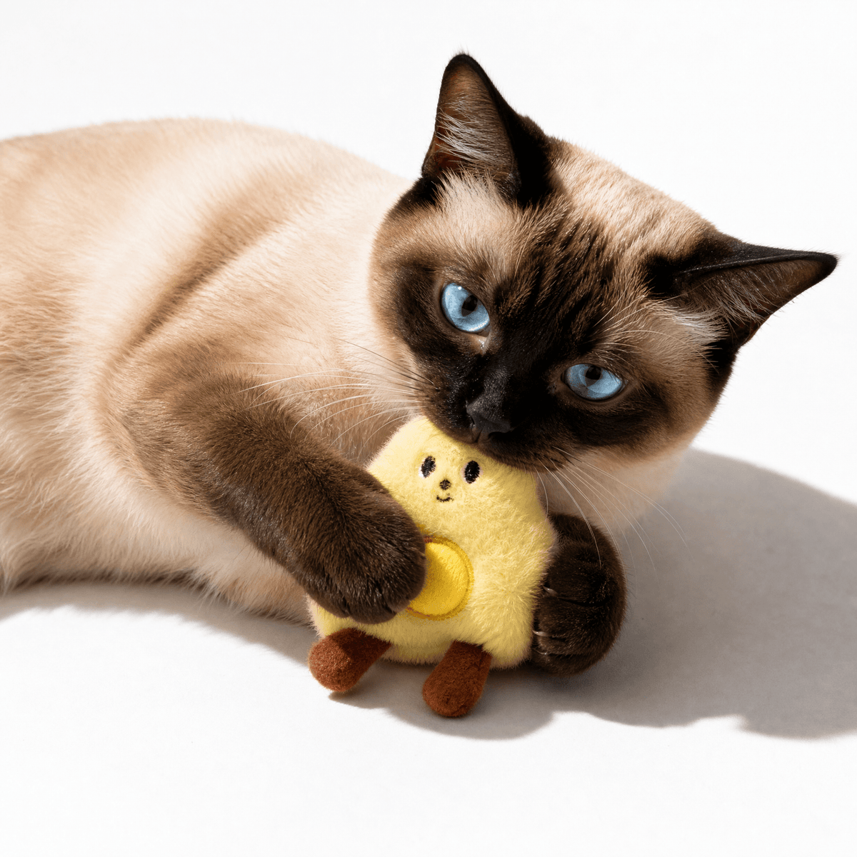 Cat Toy