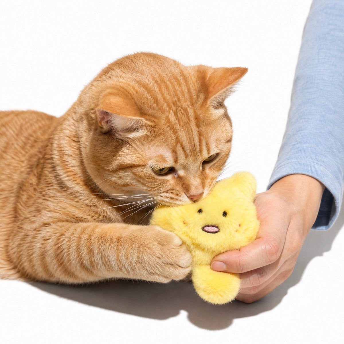 Playfull Plush Cat