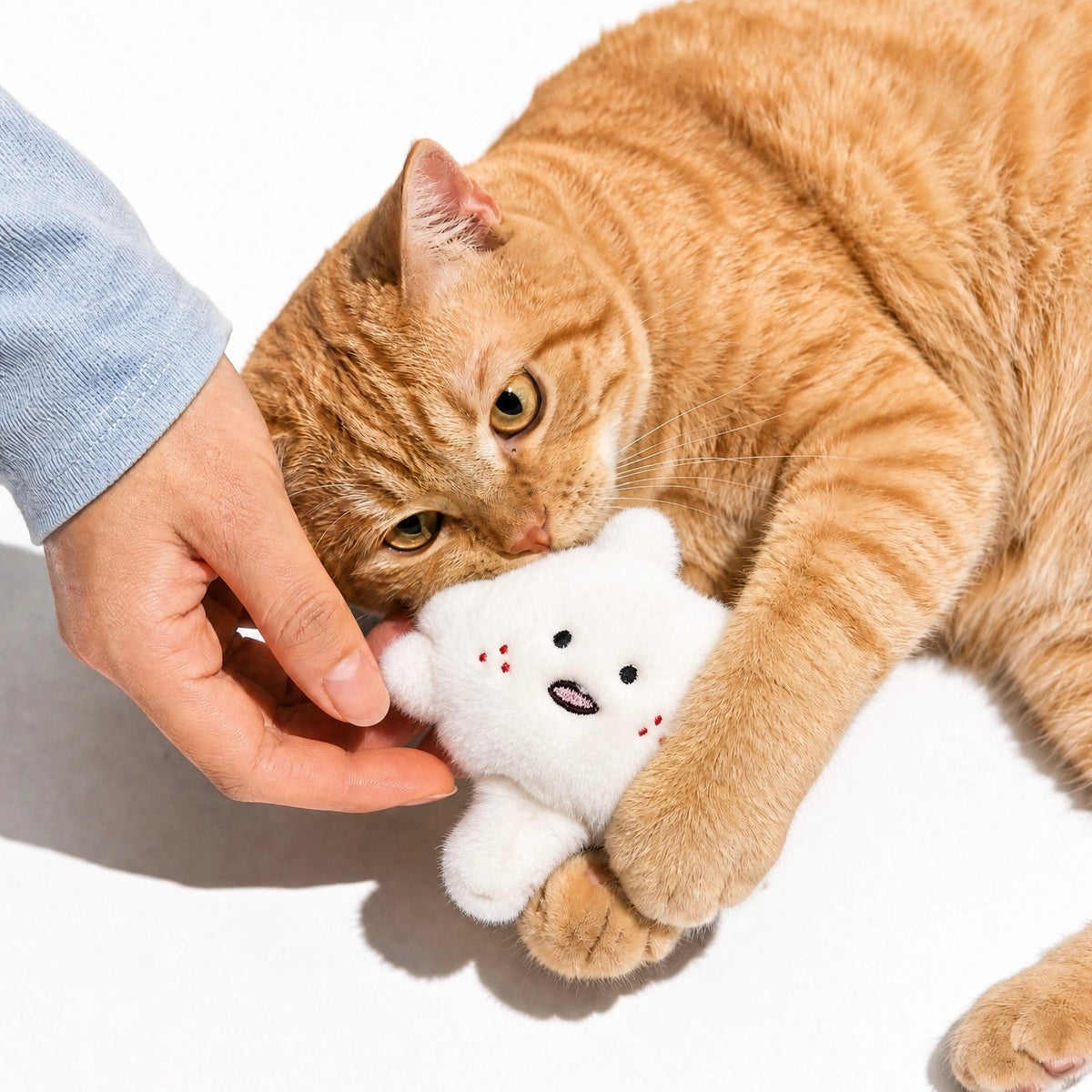 Playfull Plush Cat